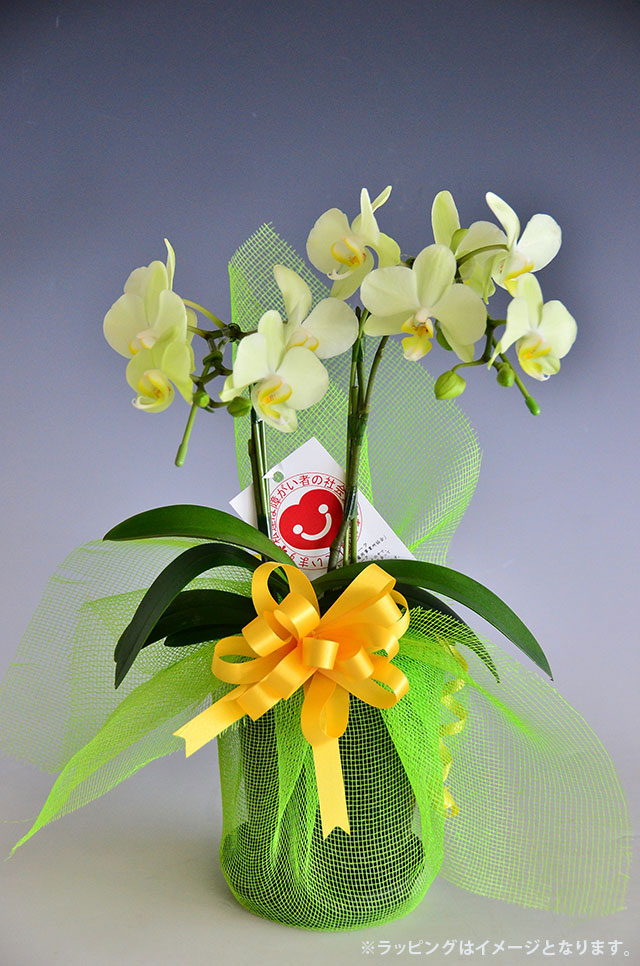 ミディ胡蝶蘭『カーリー』２本立ち