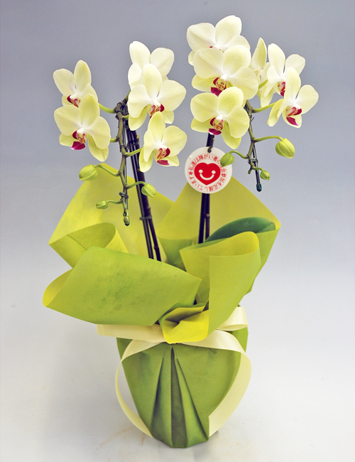 ミディ胡蝶蘭『フォーチュン・ザルツマン』２本立ち