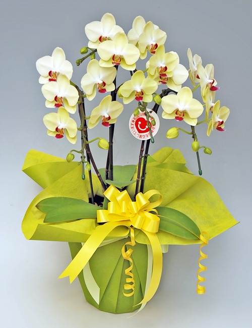 ミディ胡蝶蘭『フォーチュン・ザルツマン』３本立ち