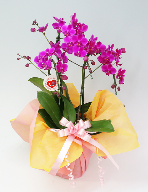 ミディ胡蝶蘭『満天紅』３本立ち