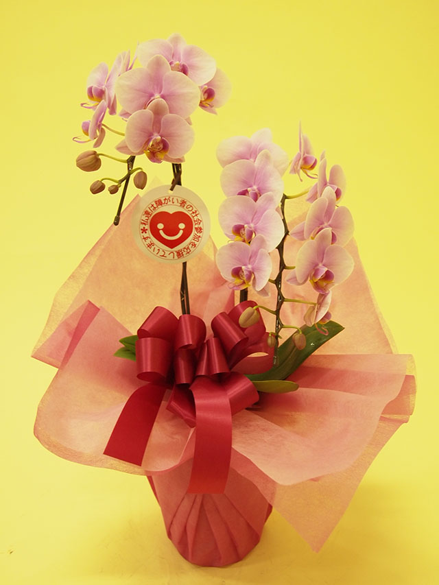 ミディ胡蝶蘭レギュラー【うすピンク】２本立ち