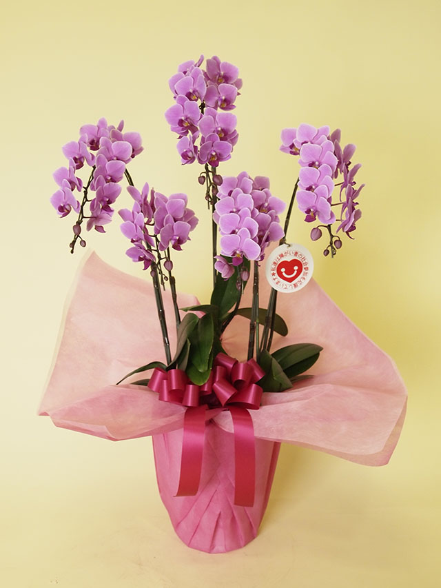 ミディ胡蝶蘭レギュラー【濃ピンク】５本立ち