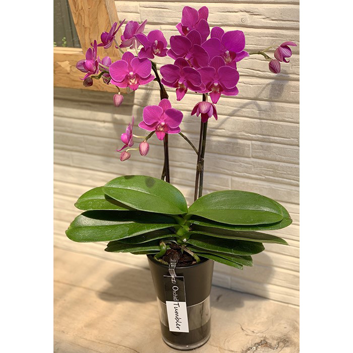 タンブラースリム2本立ち「キラキラ」