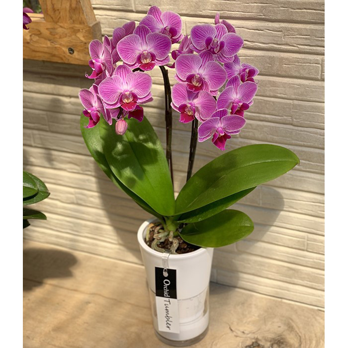 タンブラースリム2本立ち「チュンリー」