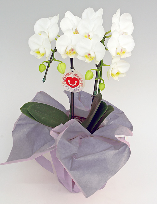 （お供え）ミディ胡蝶蘭『アマビリス』２本立ち