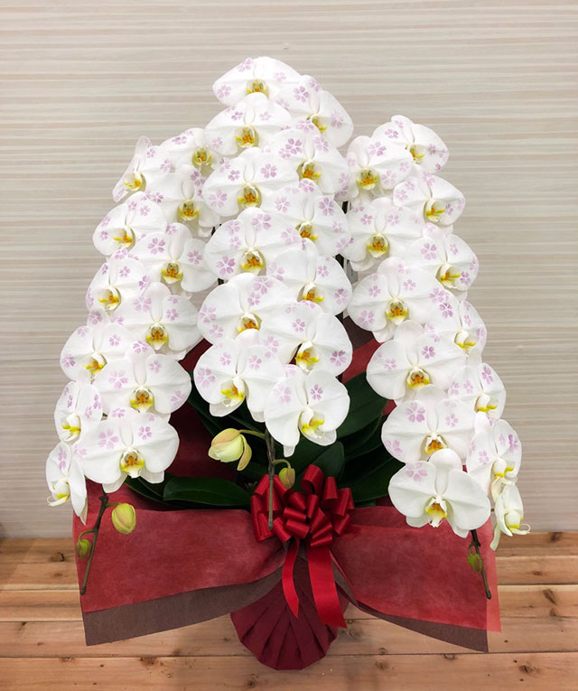 化粧蘭３本立ち