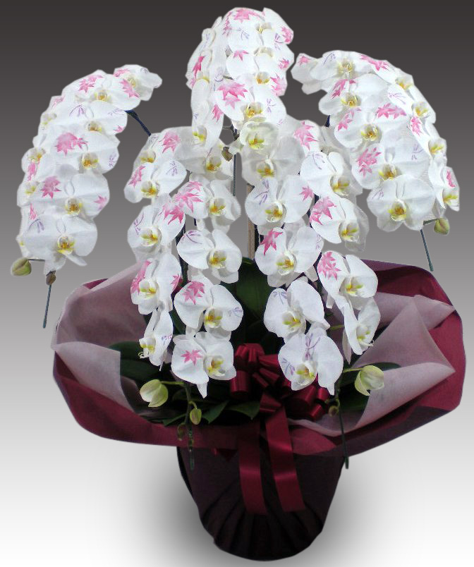 化粧蘭５本立ち