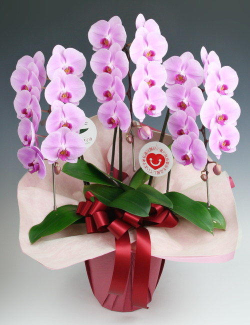 胡蝶蘭ピンク３本立ち ～スタンダード～
