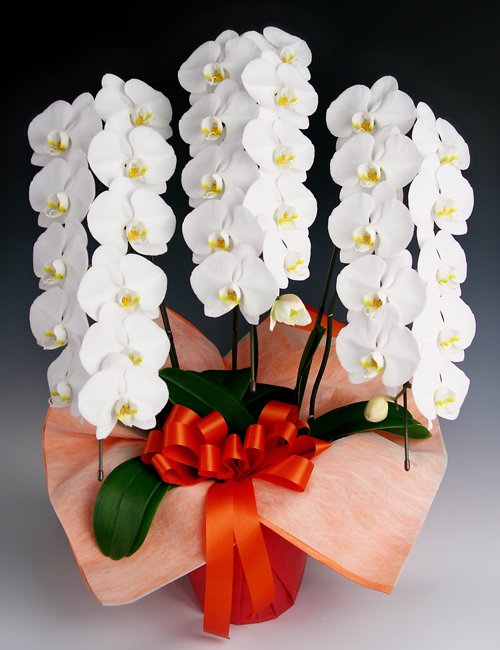 胡蝶蘭白３本立ち ～スタンダードII～