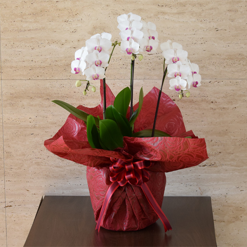 シェアオーキッド【リップ系】３本立ち