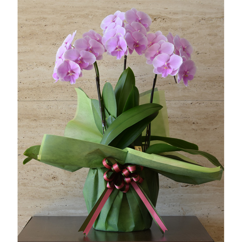 シェアオーキッド【うすピンク系】３本立ち