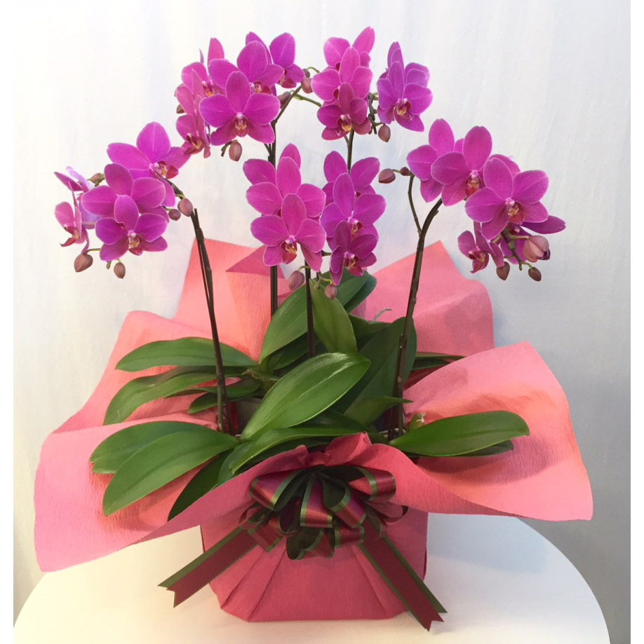 シェアオーキッド【ピンク系】5本立ち Florico Online Shop