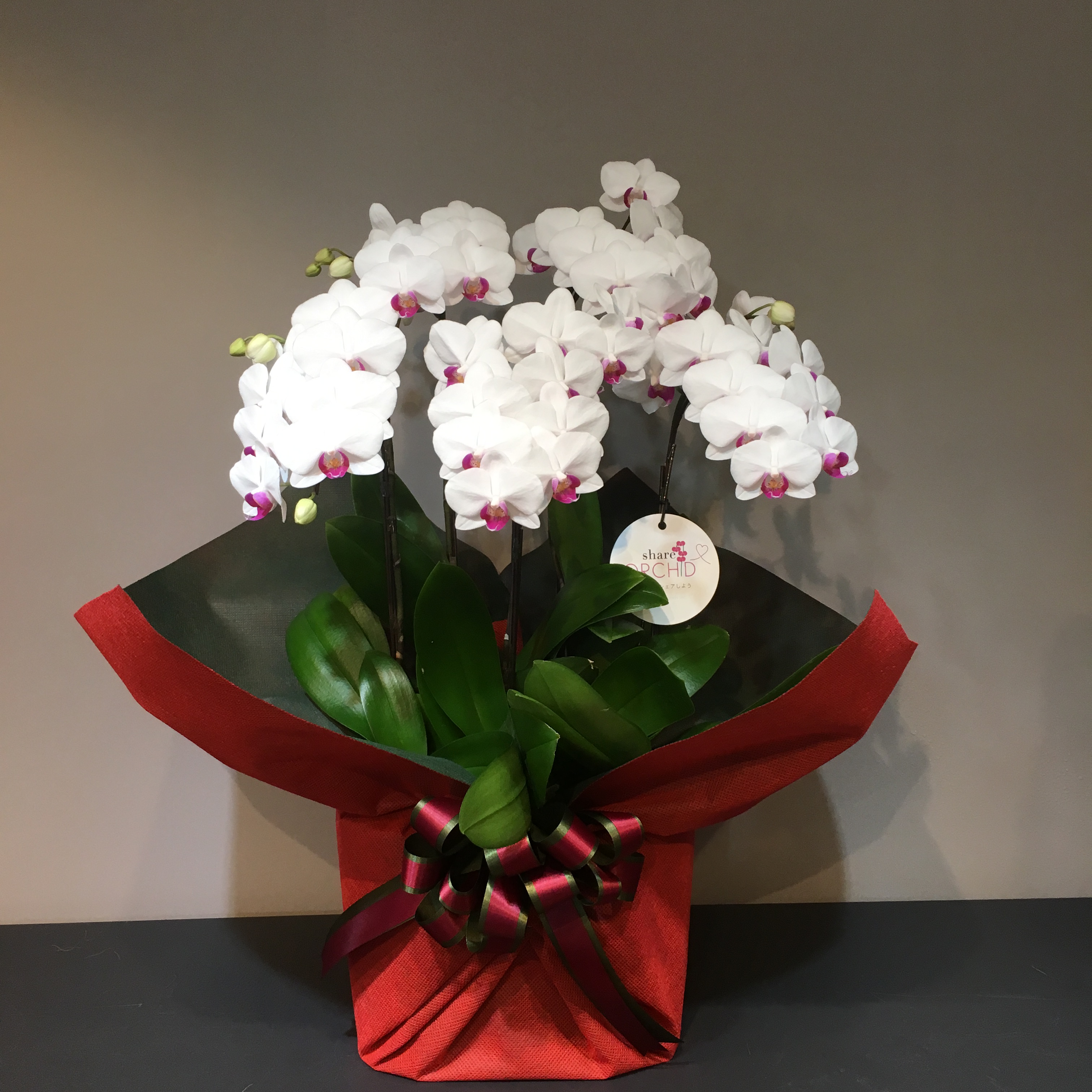 シェアオーキッド【リップ系】５本立ち