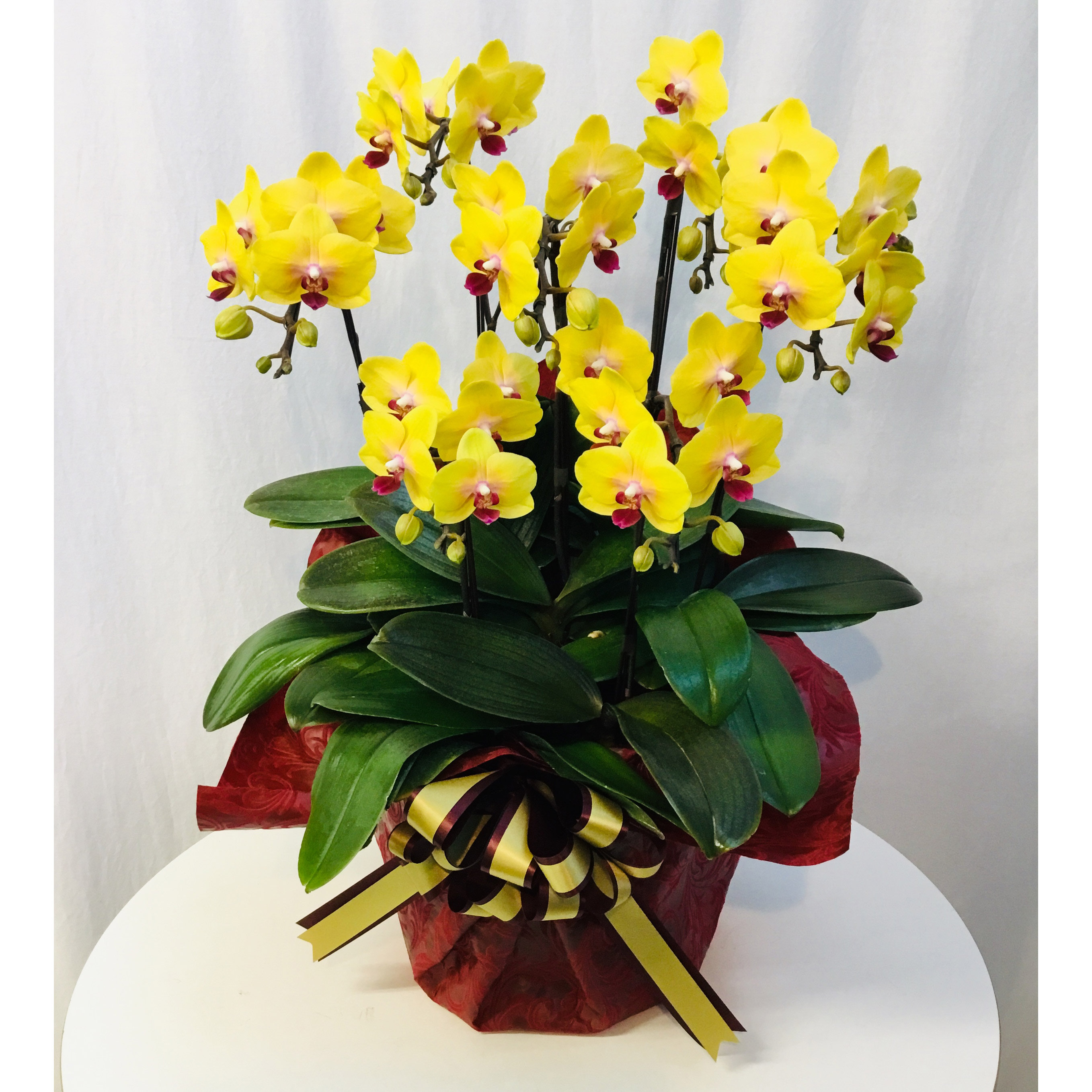 シェアオーキッド【黄色系】７本立ち