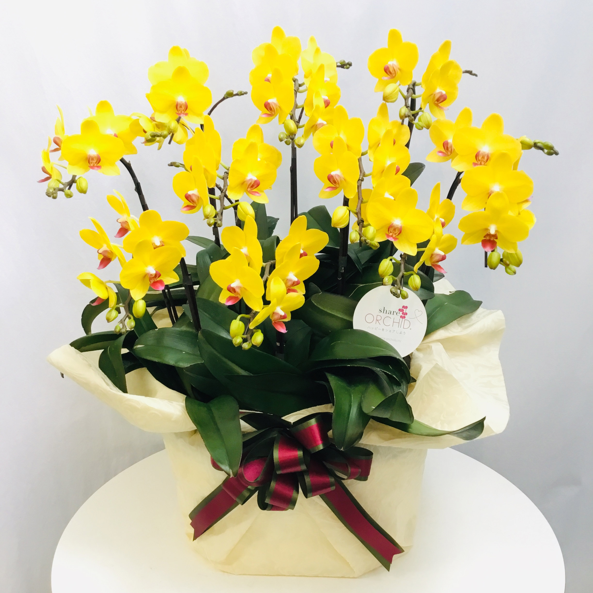 シェアオーキッド【黄色系】１０本立ち