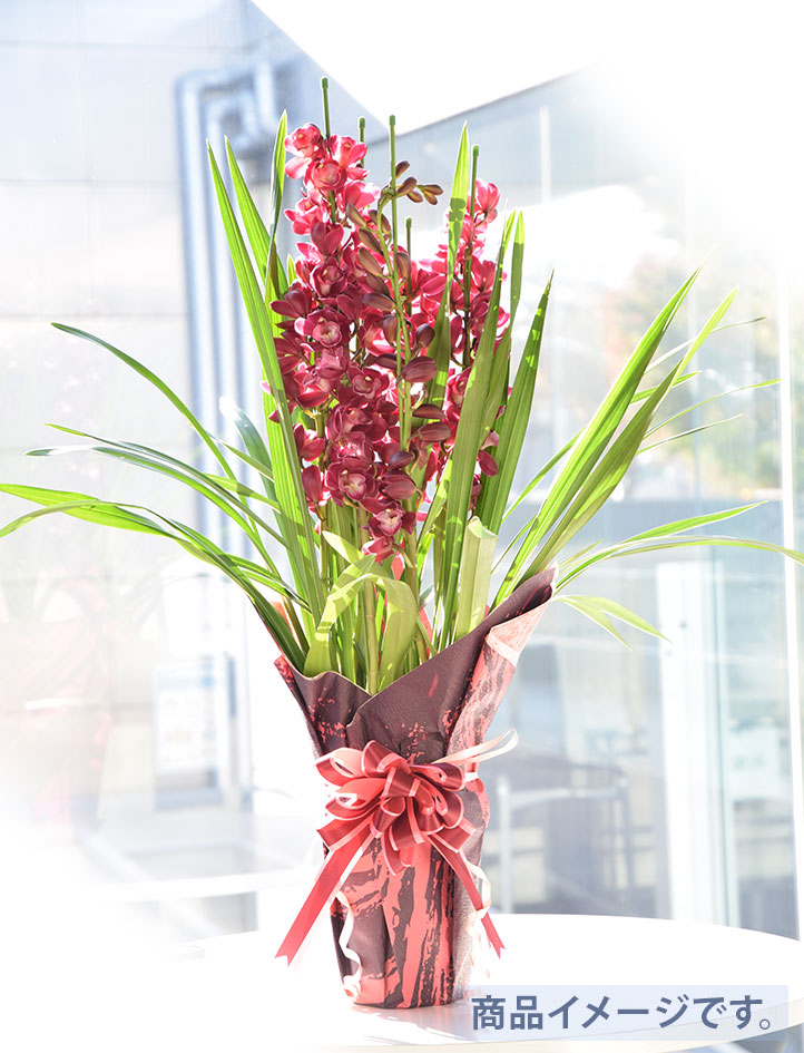 蘭鉢デラックス