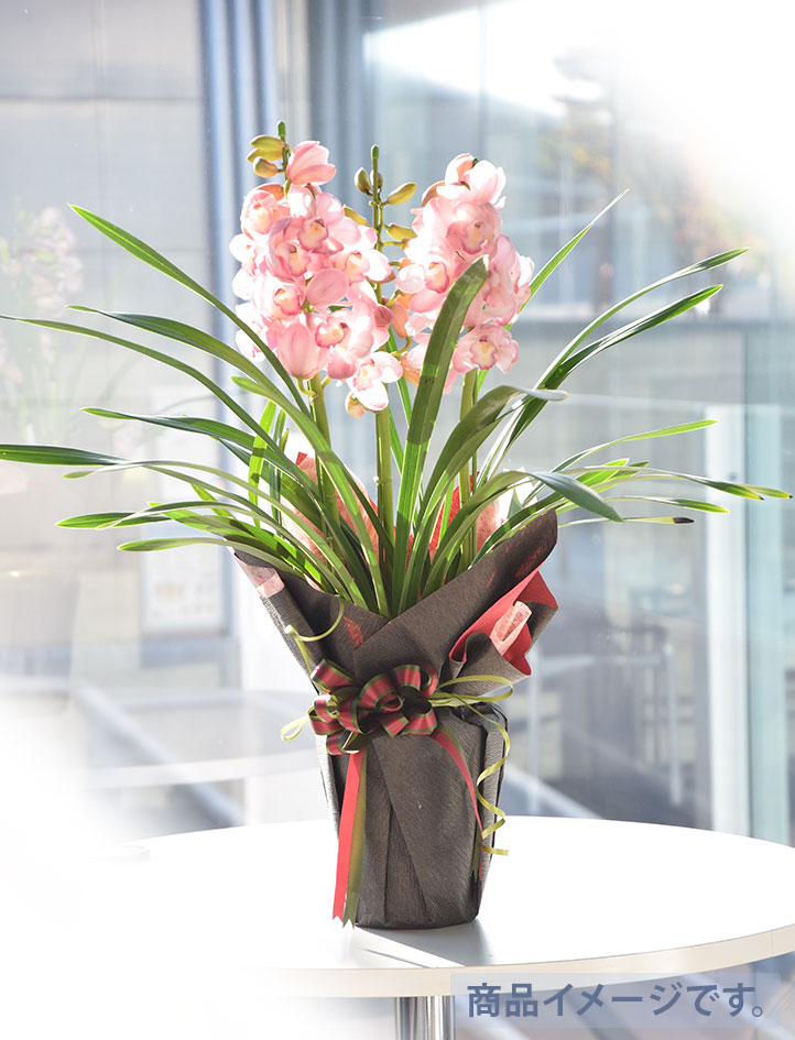 蘭鉢スーペリア