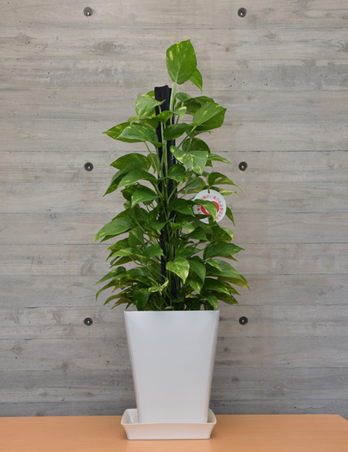 その他観葉植物 honokoo 楽天市場】土を使わない観葉植物 ミニ観葉植物 ゼオライト植え