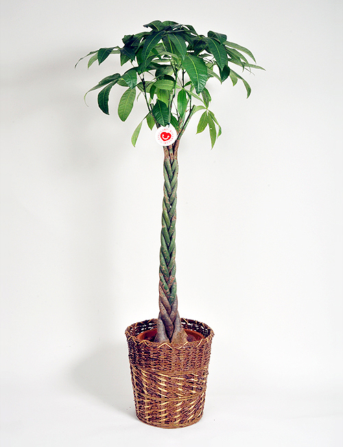 観葉植物「パキラ」１０号鉢