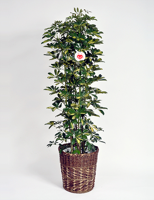 観葉植物「ホンコンカポック」（斑入り）１０号鉢