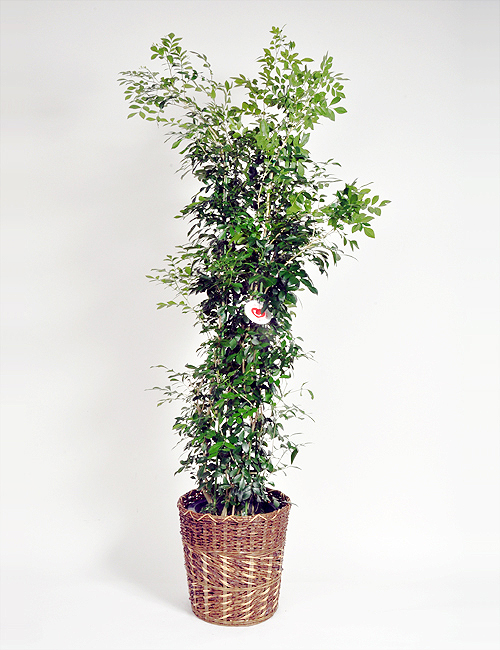 観葉植物「シルクジャスミン」１０号鉢