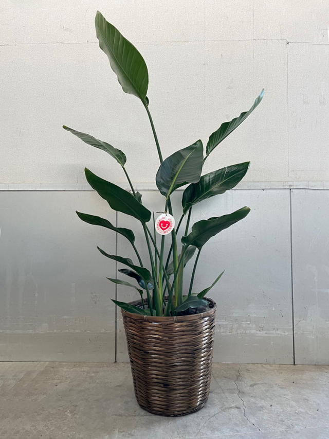 観葉植物「オーガスタ」10号鉢