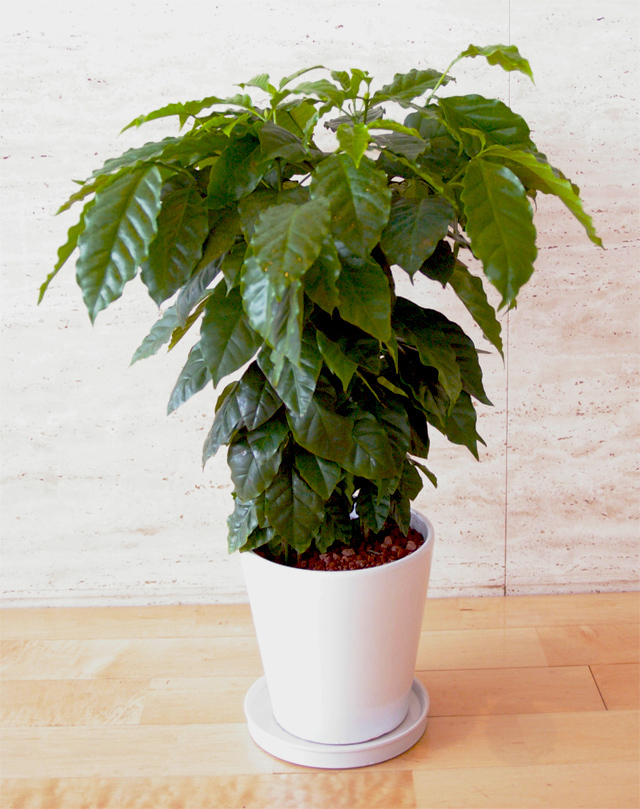 観葉植物「コーヒーノキ」６号鉢
