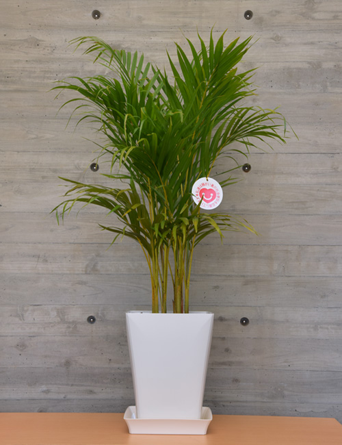 観葉植物 ～フロリコ オンライン ショップ～