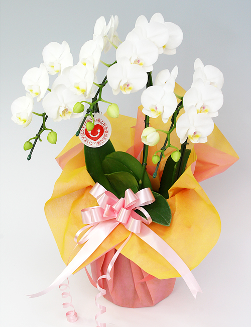 ミディ胡蝶蘭『アマビリス』３本立ち