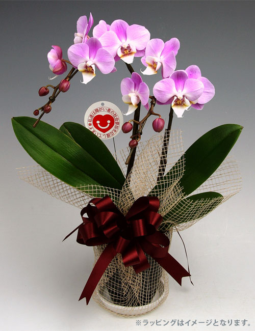 ミディ胡蝶蘭『エレガンス』２本立ち