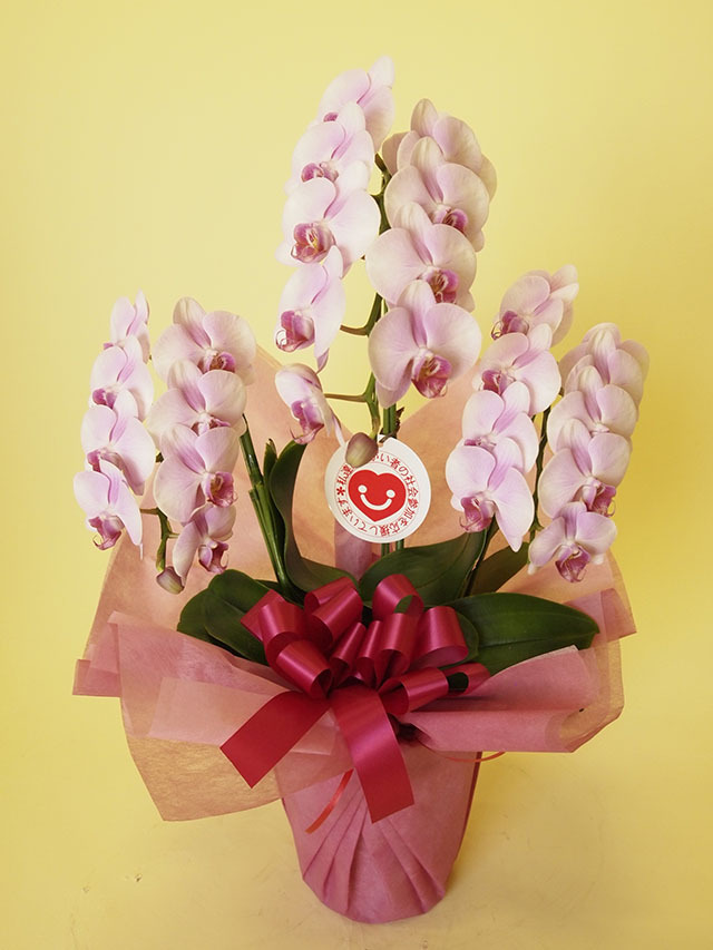 ミディ胡蝶蘭レギュラー【うすピンク】３本立ち