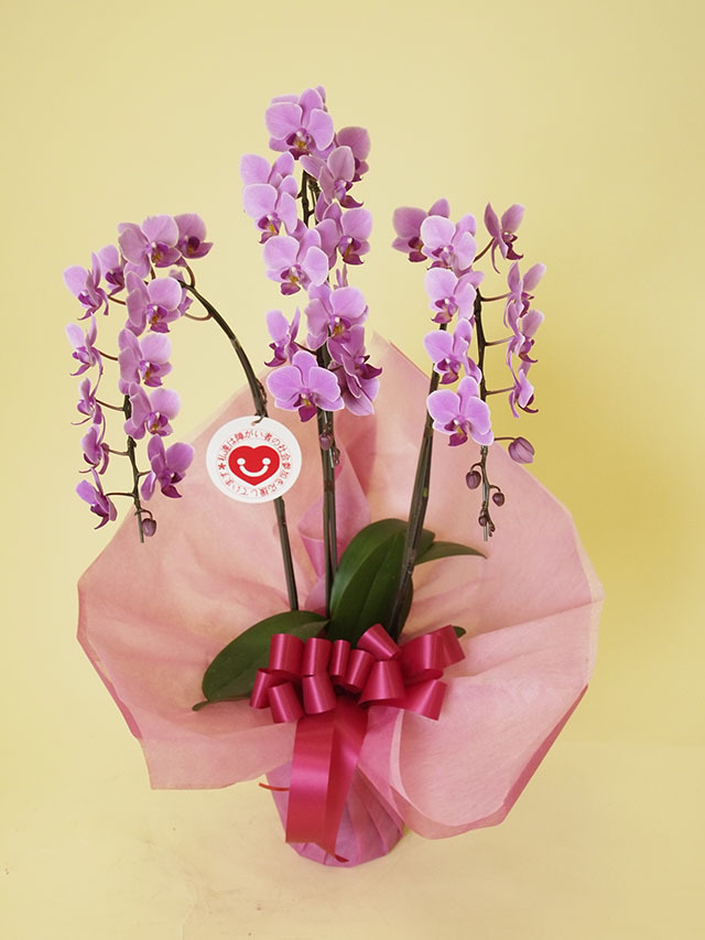 ミディ胡蝶蘭レギュラー【濃ピンク】３本立ち