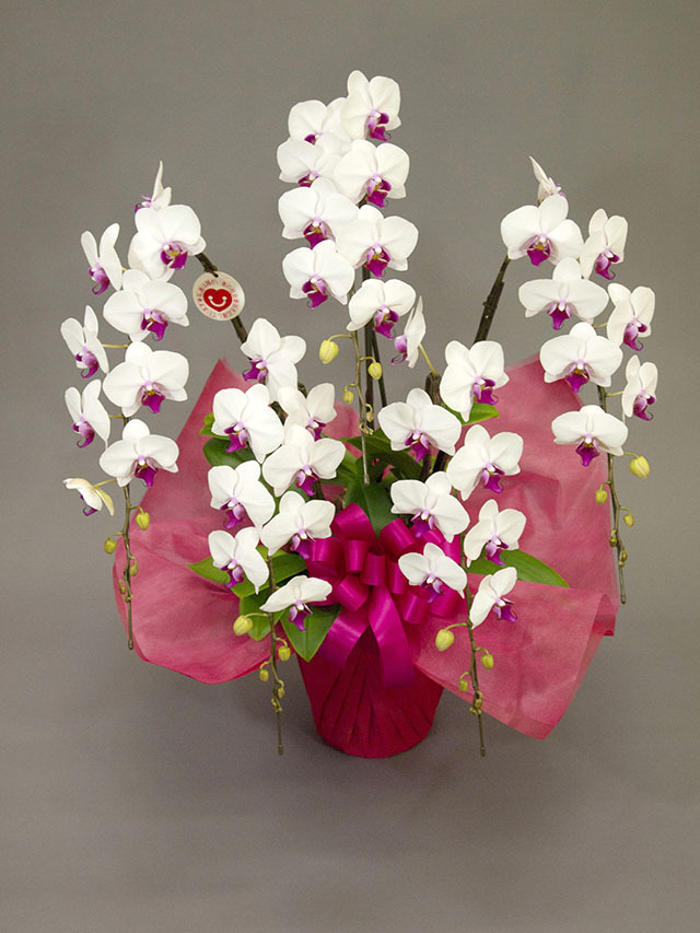 ミディ胡蝶蘭レギュラー【リップ】5本立ち Florico Online Shop ～フロリコ オンライン