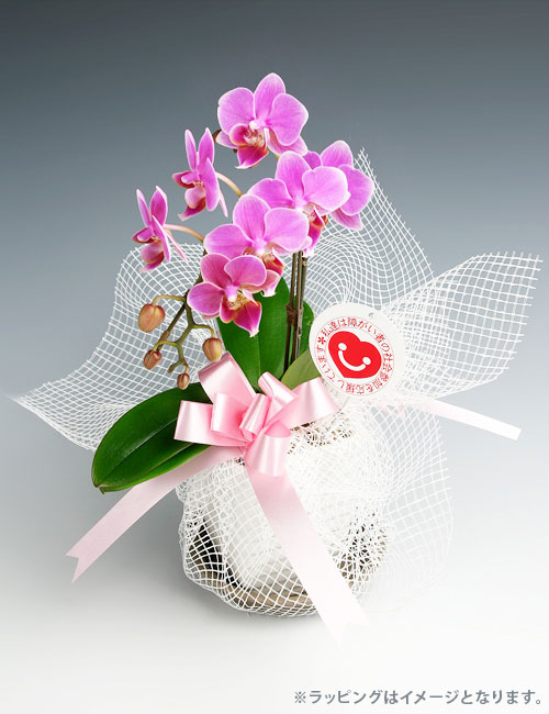 ミディ胡蝶蘭『リンリン』１本立ち