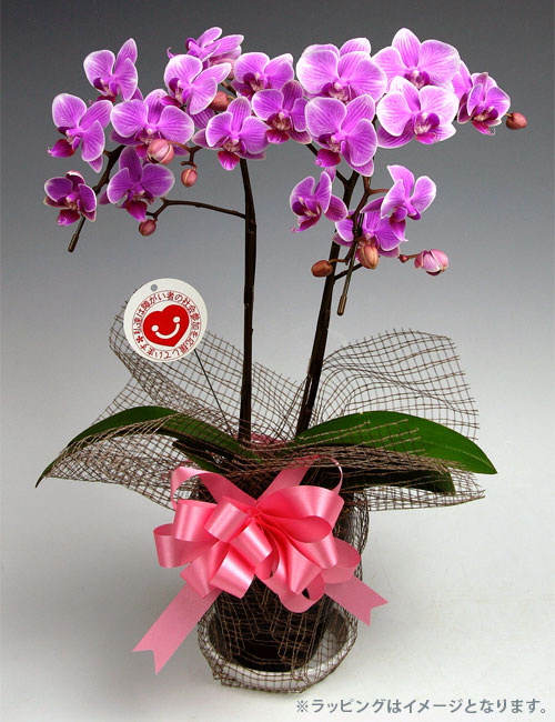 ミディ胡蝶蘭『リンリン』２本立ち