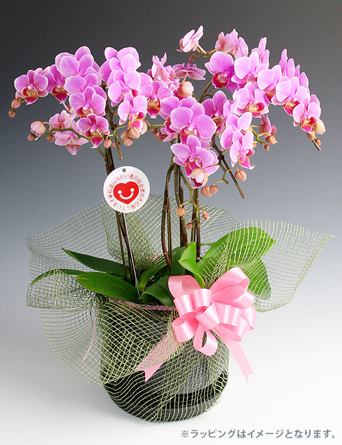 ミディ胡蝶蘭『リンリン』３本立ち