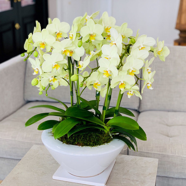 タニータニー　ファレノプシス胡蝶蘭　ミディ胡蝶蘭　こちょうらん　黄色系　蘭 タニータニー様専用 ファレノプシス胡蝶蘭 ミディ胡蝶蘭 こちょうらん