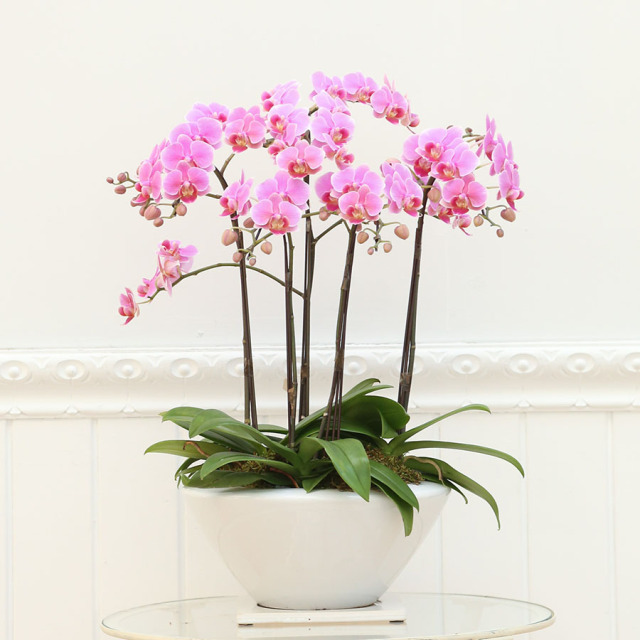 ミディ胡蝶蘭 白平鉢8号5本立ち【ピンク系／黄色系】 Florico Online