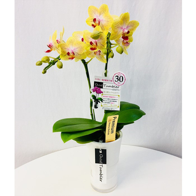 タンブラースリム2本立ち「ゴールドベイビー」