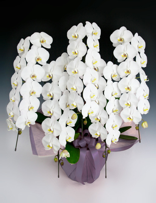 30,001円(税込)以上のお花 ～フロリコ オンライン ショップ～