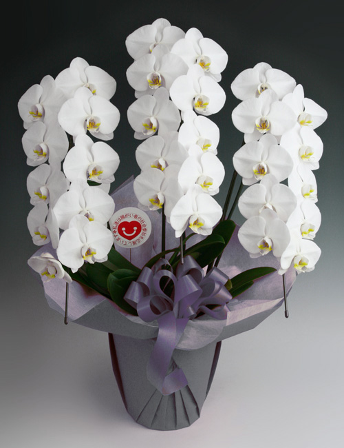 （お供え）胡蝶蘭白３本立ち ～スタンダード～