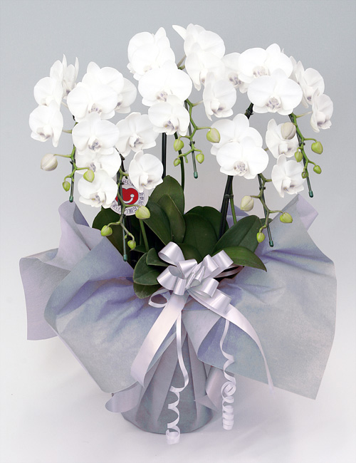 （お供え）ミディ胡蝶蘭『アマビリス』５本立ち