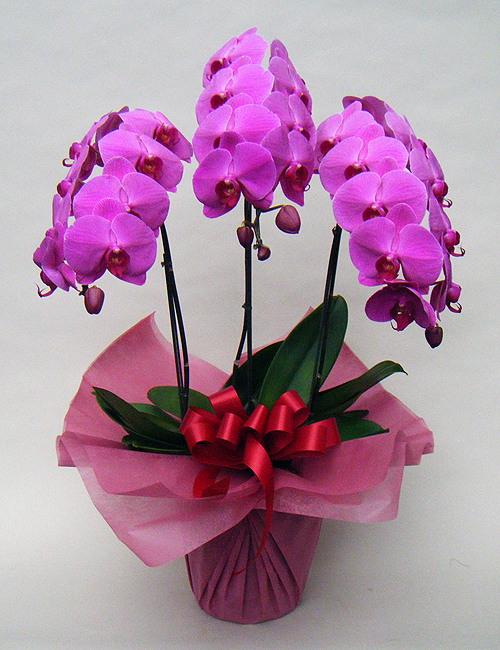 胡蝶蘭ピンク３本立ち ～ポピュラー～