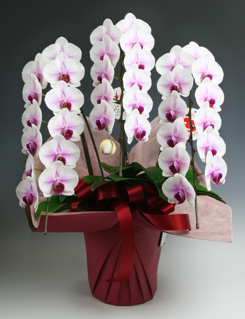 30,001円(税込)以上のお花 ～フロリコ オンライン ショップ～