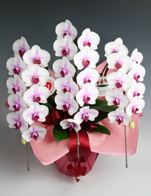 胡蝶蘭リップ３本立ち ～スタンダードII～