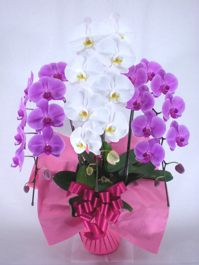 紅白胡蝶蘭３本立ち －スタンダード－