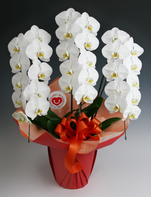 胡蝶蘭白３本立ち ～スタンダード～