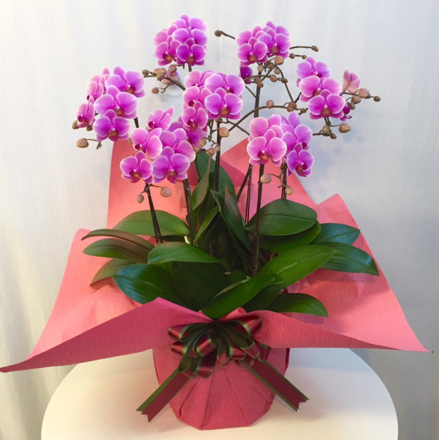 シェアオーキッド【ピンク系】7本立ち Florico Online Shop