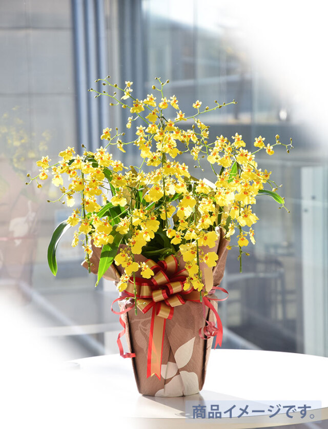 蘭鉢デラックス Florico Online Shop ～フロリコ オンライン