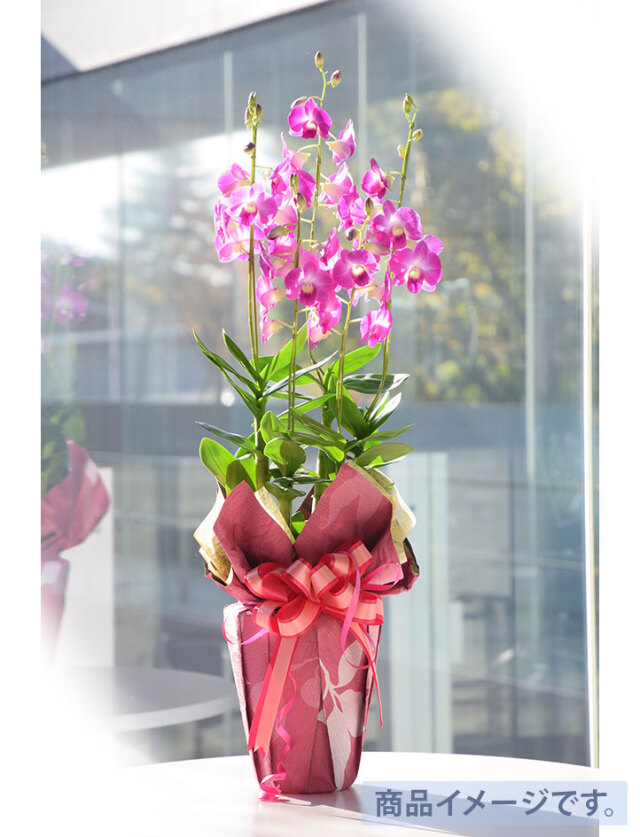 金縁花模様蘭鉢 花友禅4号L2F鉢入り胡蝶蘭｜景品ゲットクラブ